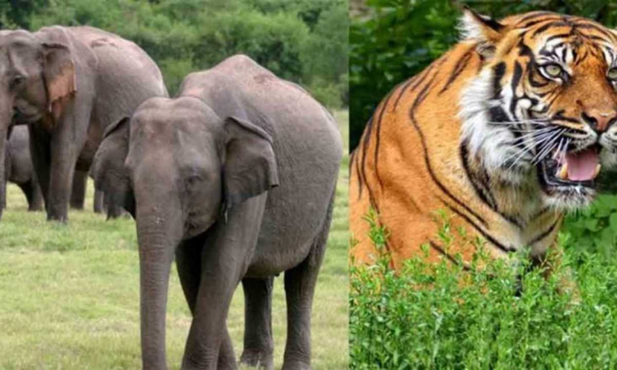 केरल का वन विभाग राज्य में जंगली हाथियों और बाघों की गणना करेगा